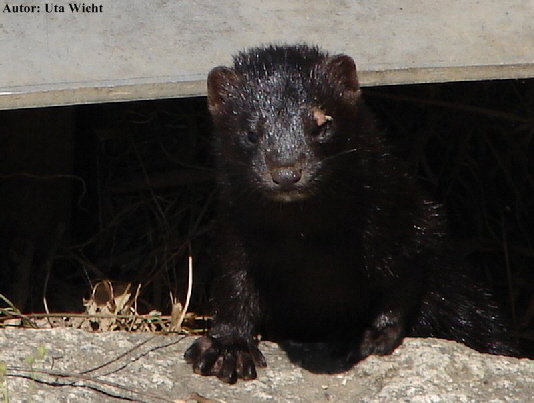 Mink 2 Mink 2