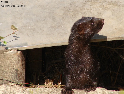 Mink 3 Mink 3